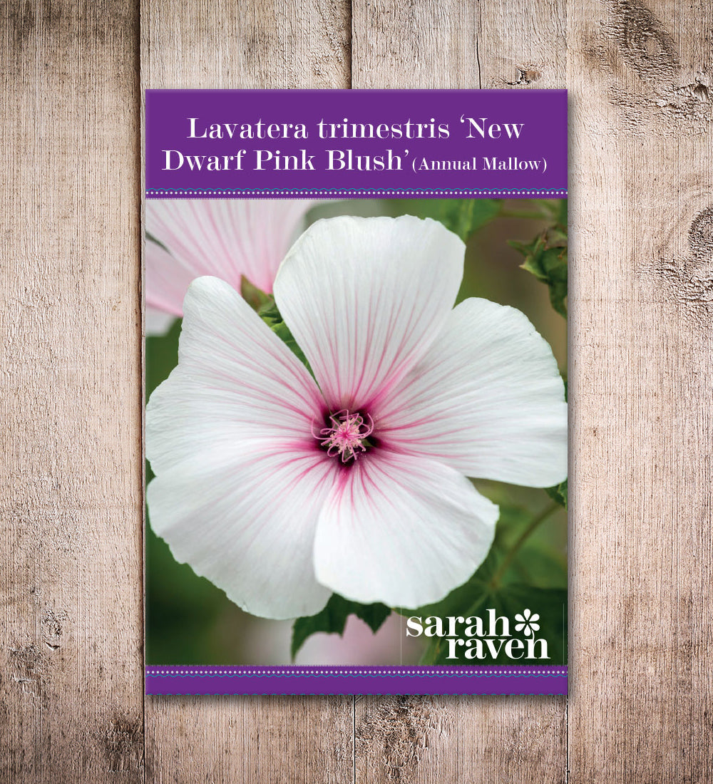 Lavatera trimestris 'New Dwarf Pink Blush'