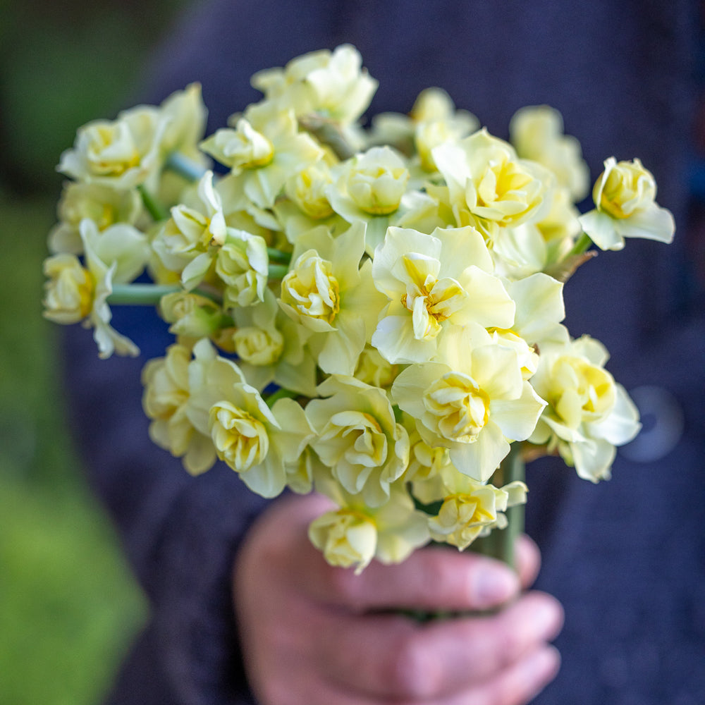 Narcissus 'Yellow Cheerfulness'