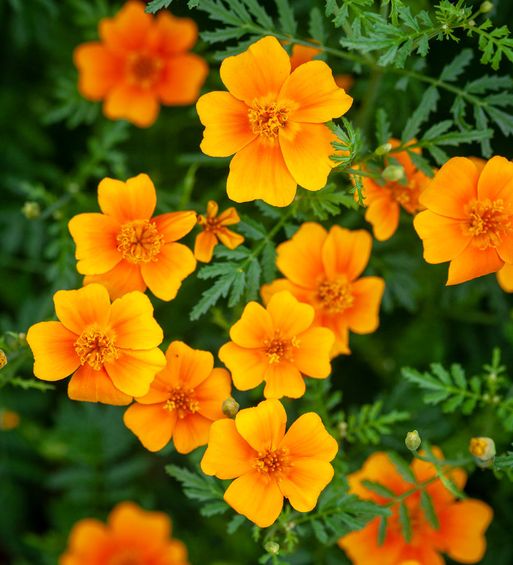 Tagetes tenuifolia 'Tangerine Gem'