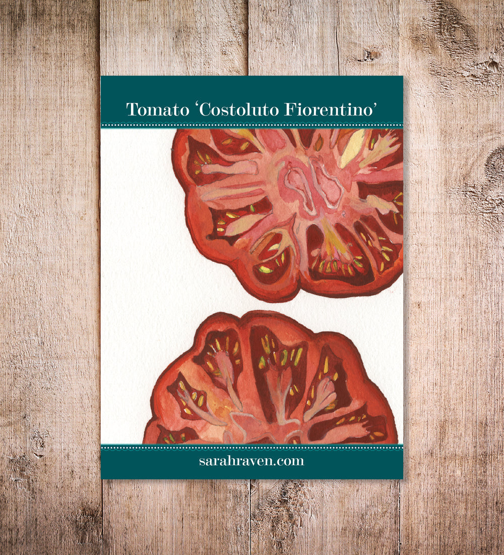 Tomato 'Costoluto Fiorentino'
