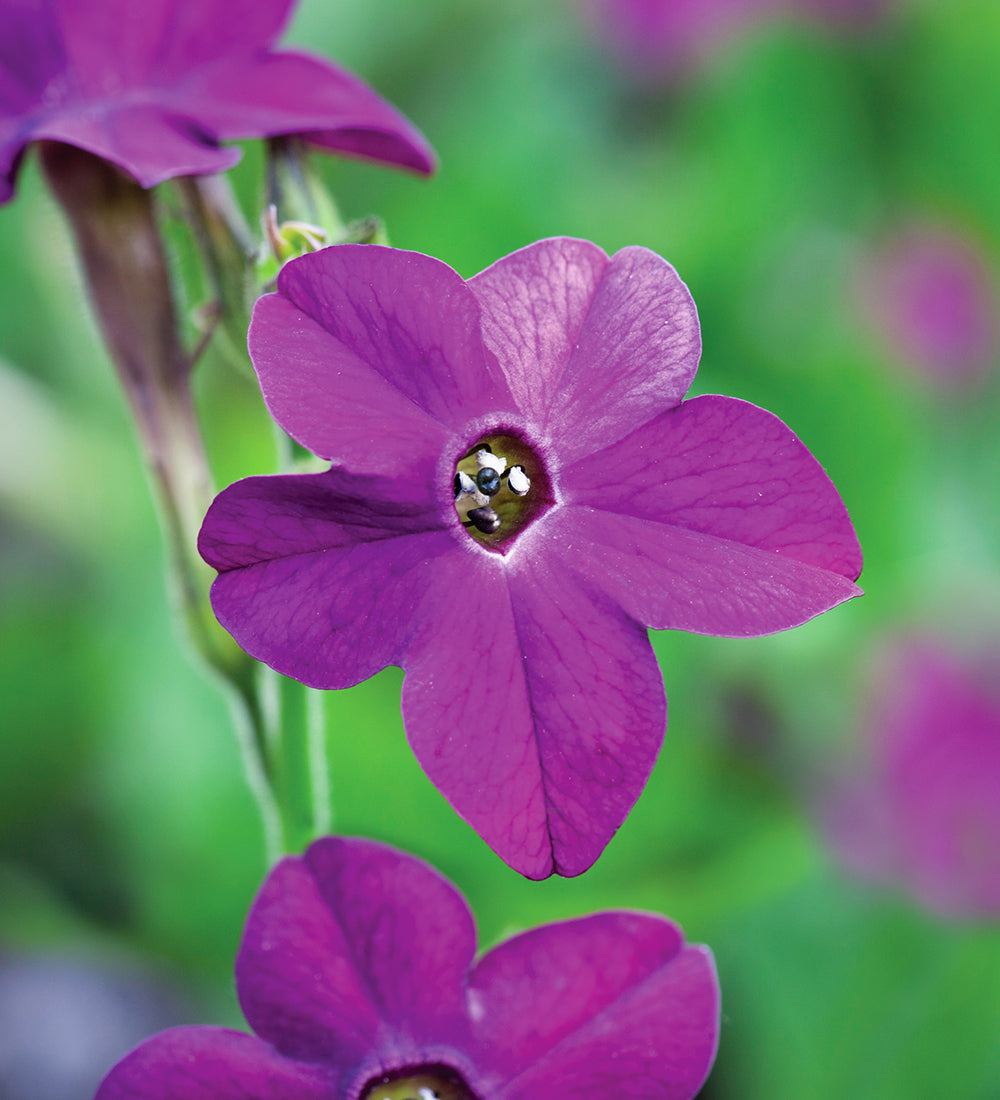 Nicotiana sanderae 'Perfume Purple'