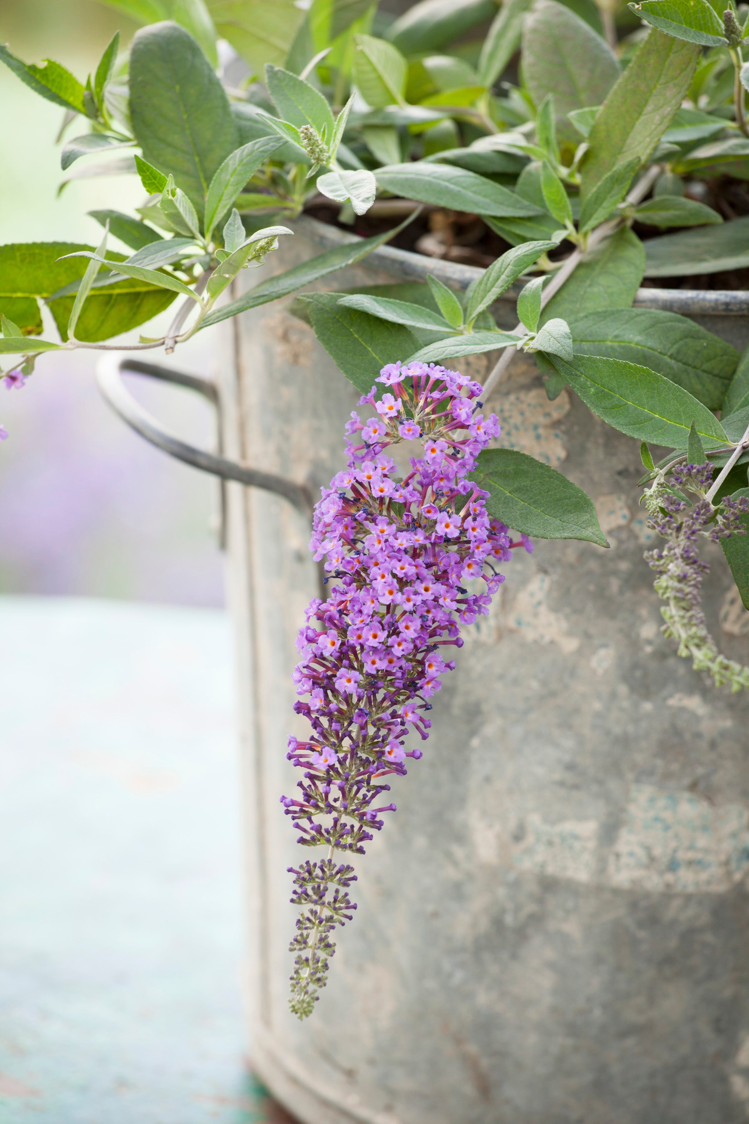Buddleia 'Dreaming Purple'