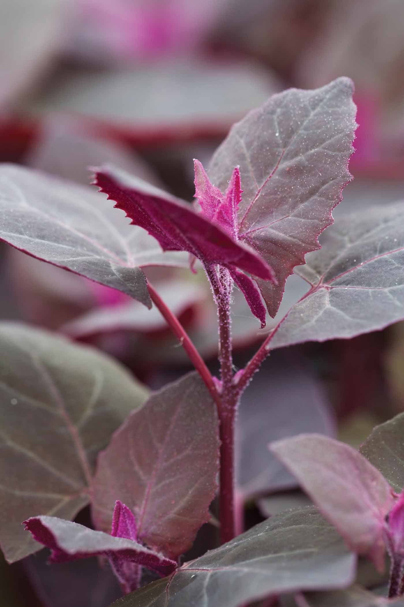 Atriplex hortensis var. rubra
