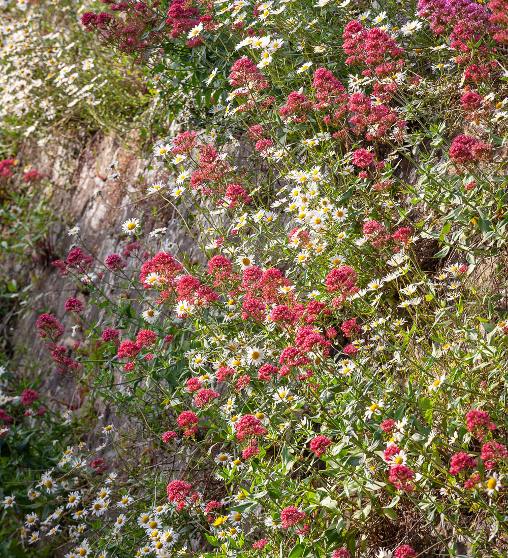 Red Valerian (Centranthus ruber)