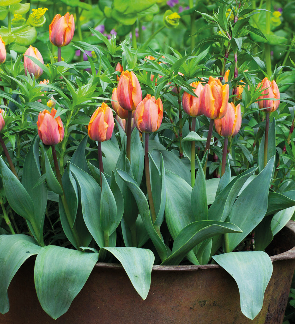 Tulip 'Prinses Irene'