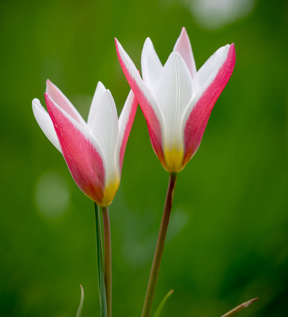Tulips to Naturalise Collection