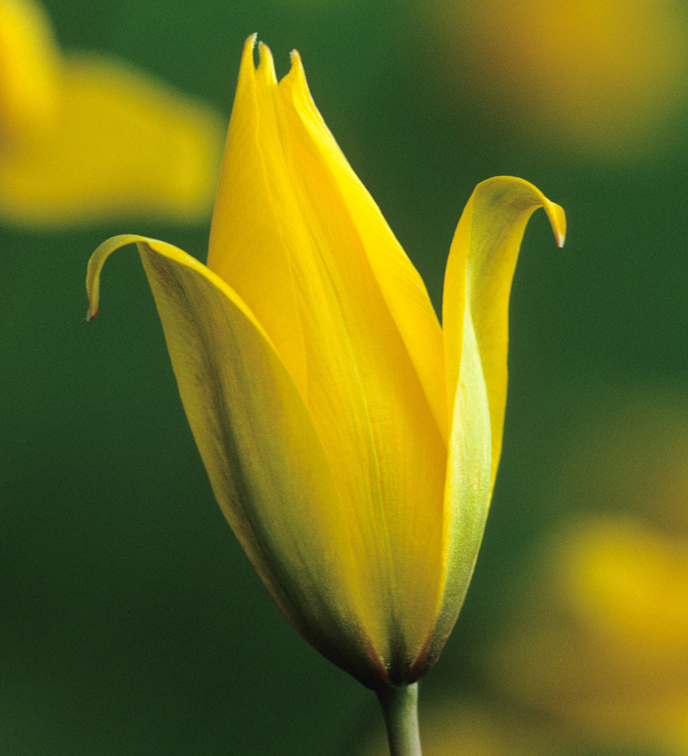 Tulips to Naturalise Collection