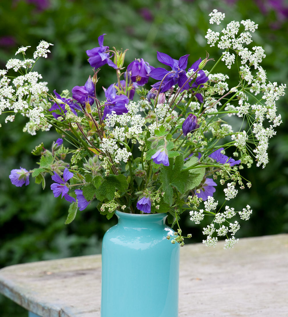 Aquilegia Vulgaris 'Hensol Harebell'