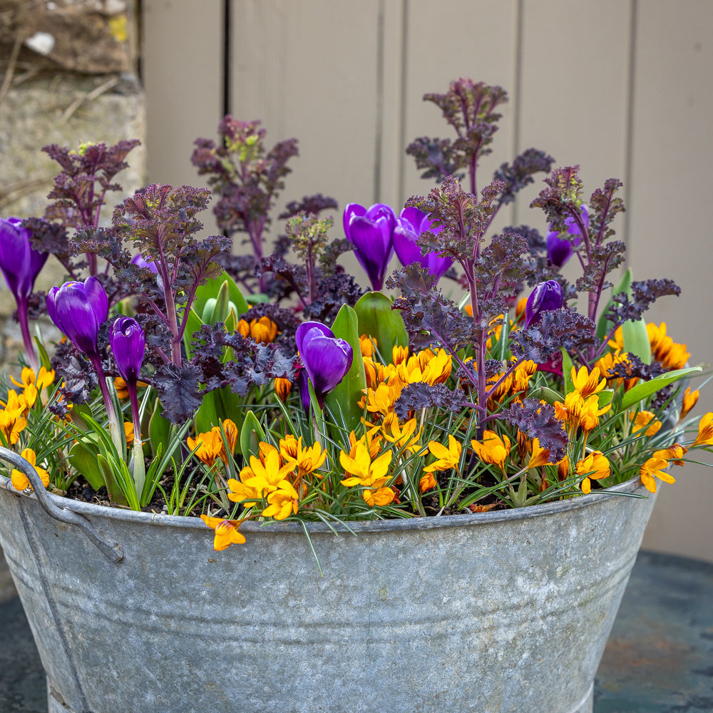 Arthur's Jaffa Cake Crocus Collection