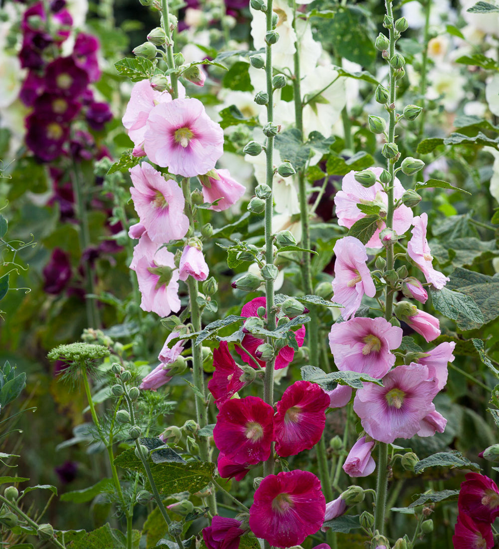 Alcea rosea 'Giant Single Mixed'