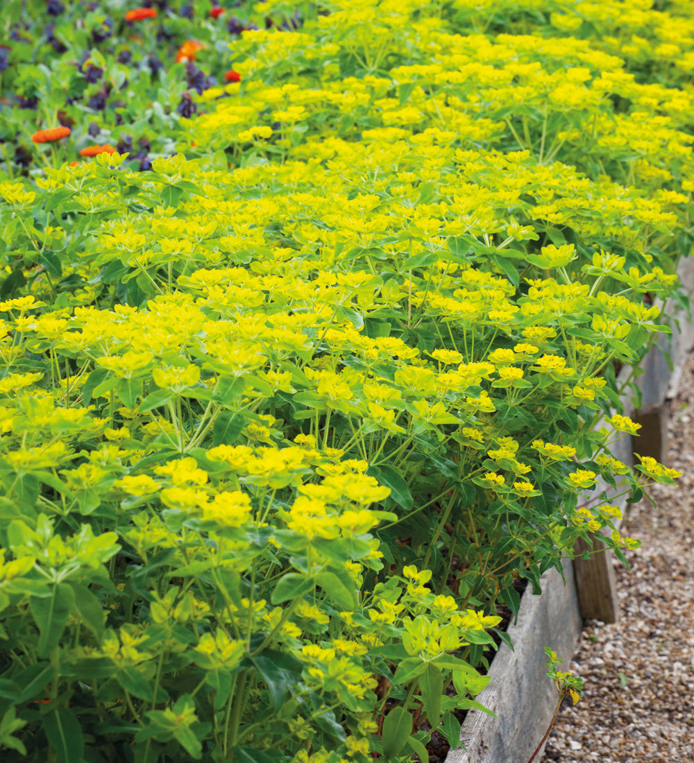 Euphorbia oblongata