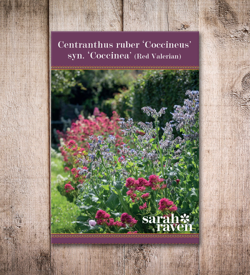 Red Valerian (Centranthus ruber)