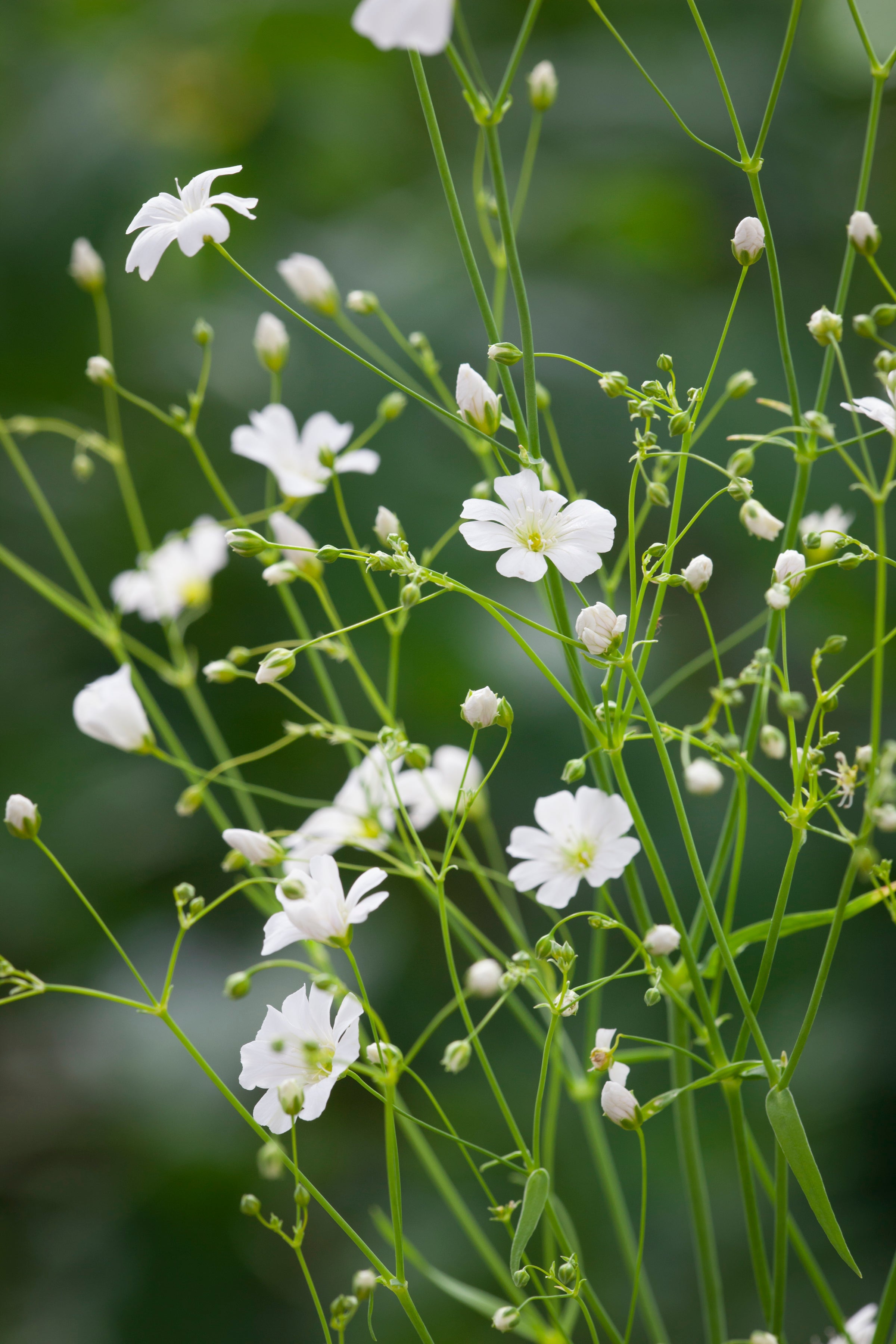 Gypsophila elegans 'Covent Garden'