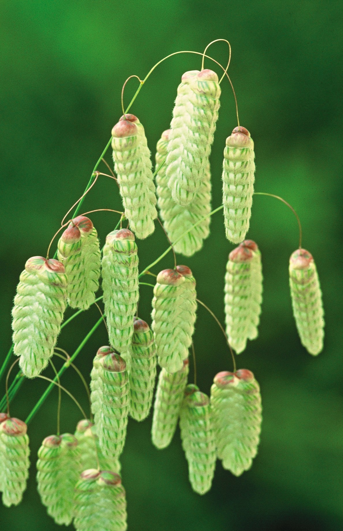 Briza maxima (Greater Quaking Grass)