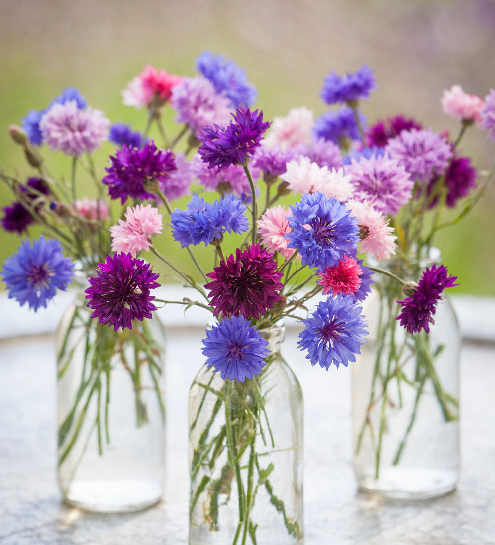 Centaurea cyanus 'Polka Dot Mixed'