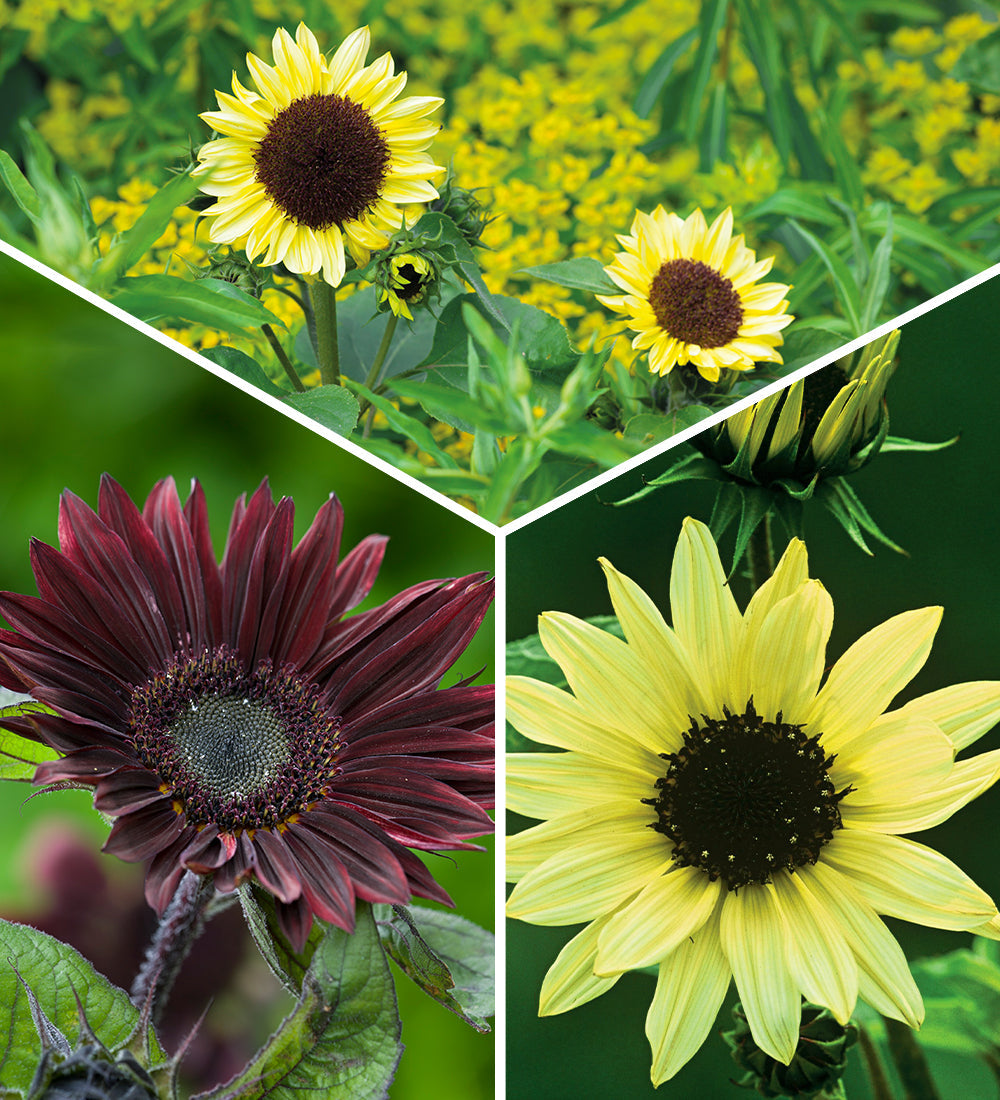 Sunflower Seed Collection