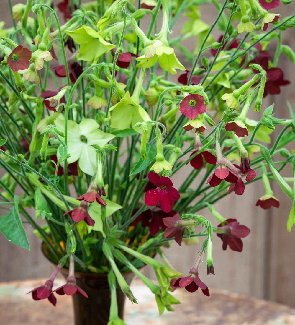 Nicotiana 'Tinkerbell' F1