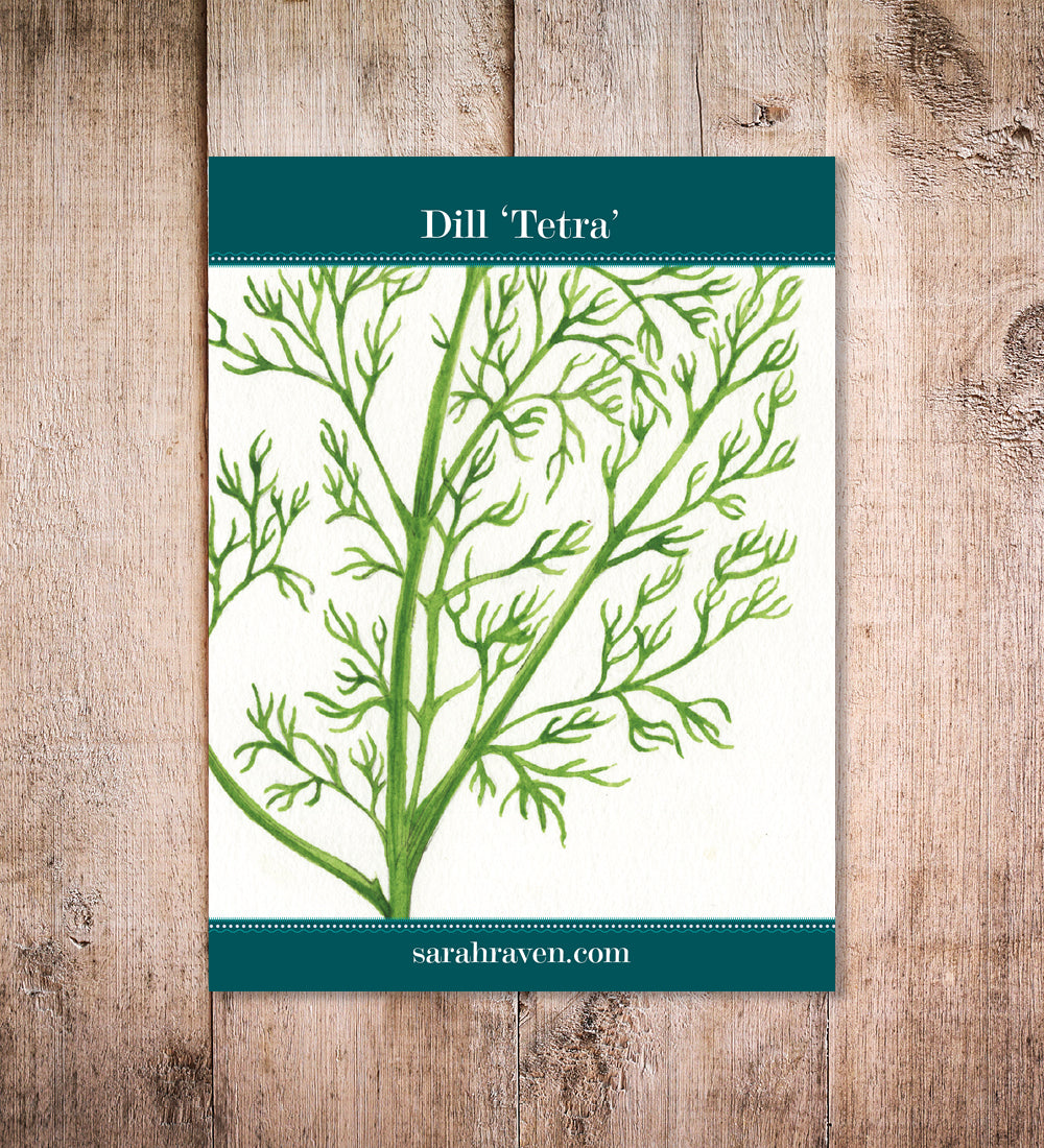 Dill 'Tetra'