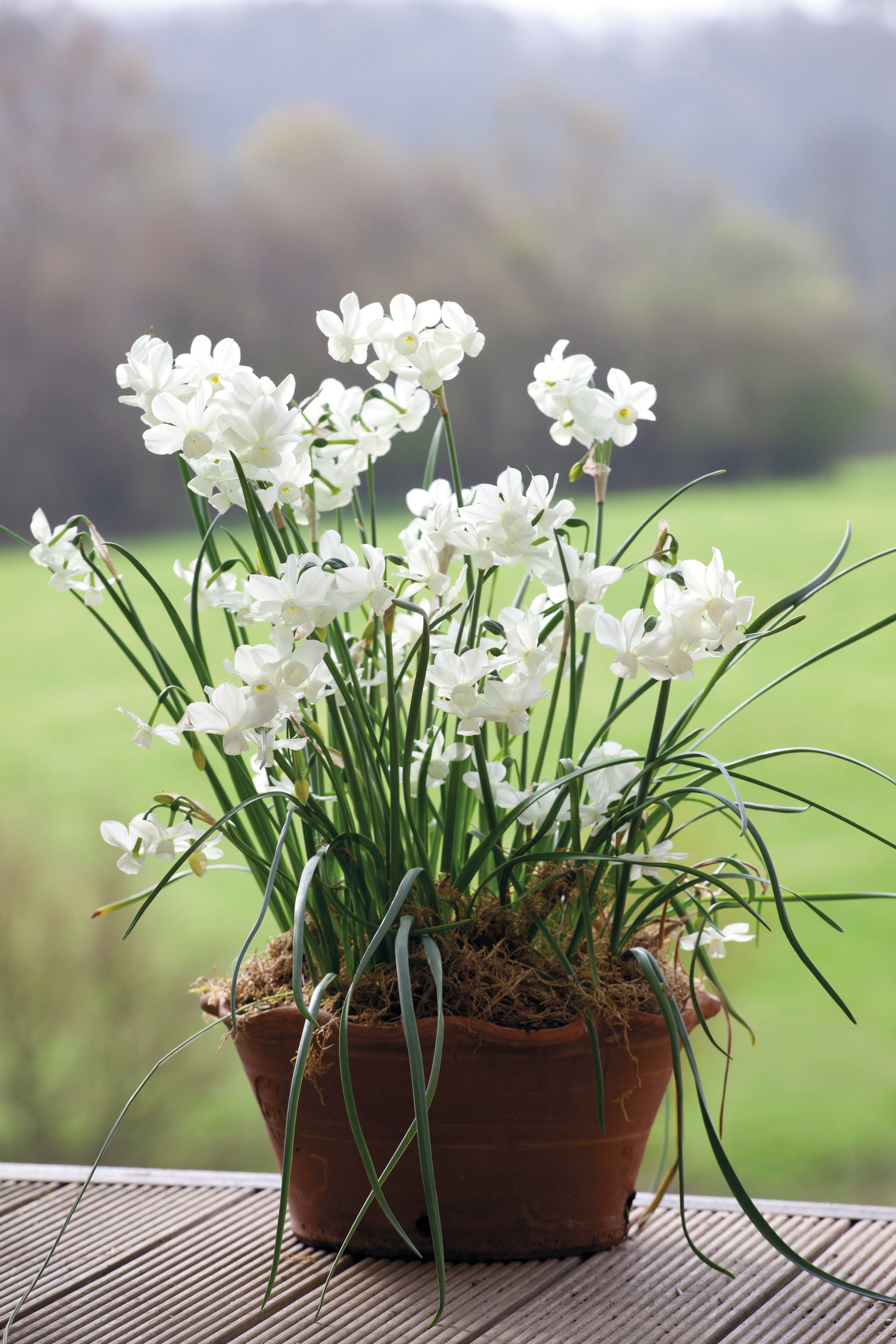 Narcissus 'Petrel'