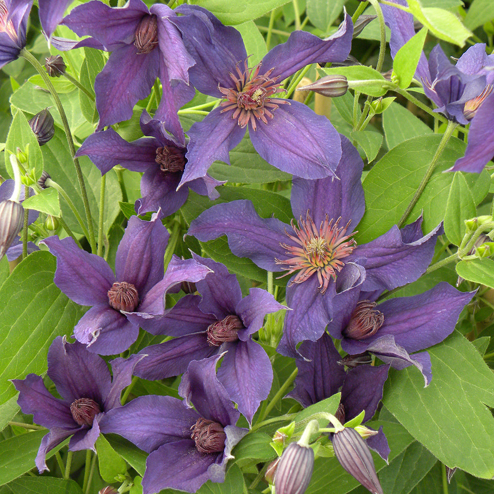 Clematis integrifolia 'Saphyra Violetta'