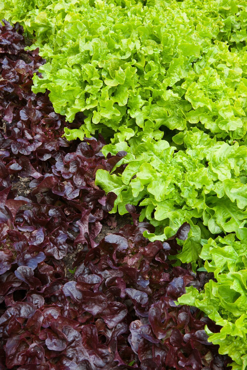 Lettuce Oak Leaf Collection