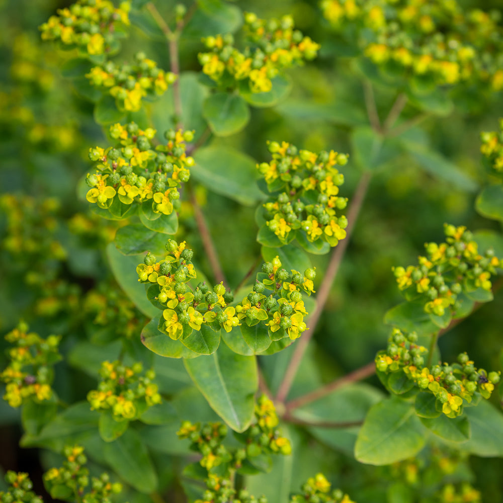 Euphorbia oblongata