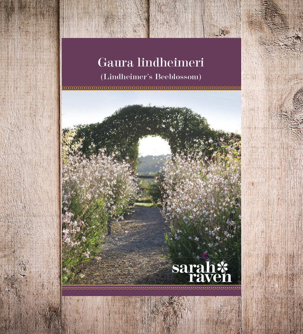 Gaura lindheimeri (syn. Oenothera)