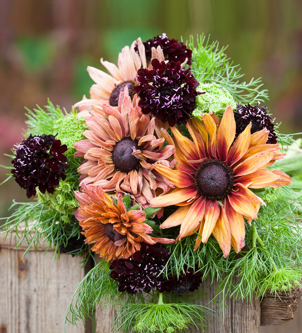 Rudbeckia hirta 'Sahara Mix'