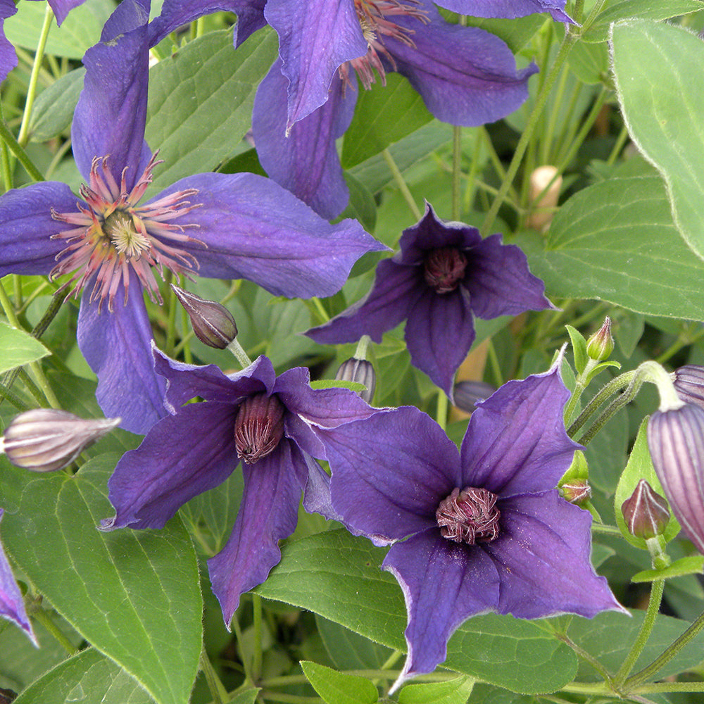 Clematis integrifolia 'Saphyra Violetta'
