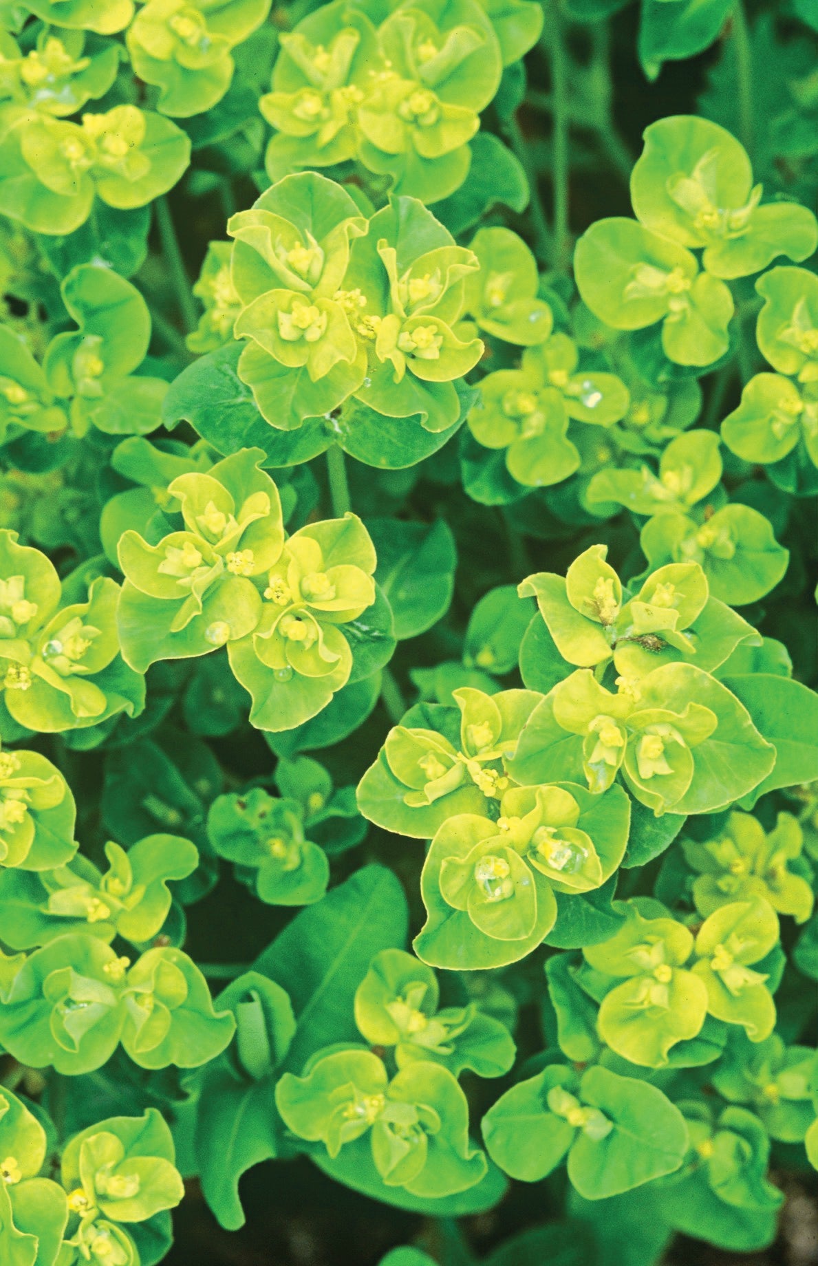 Euphorbia oblongata