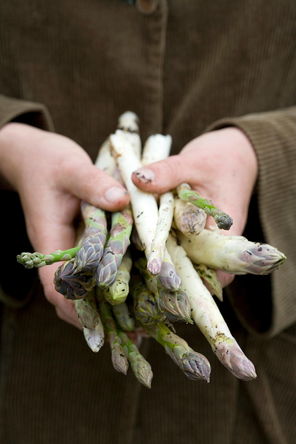 How to plant, grow & care for asparagus