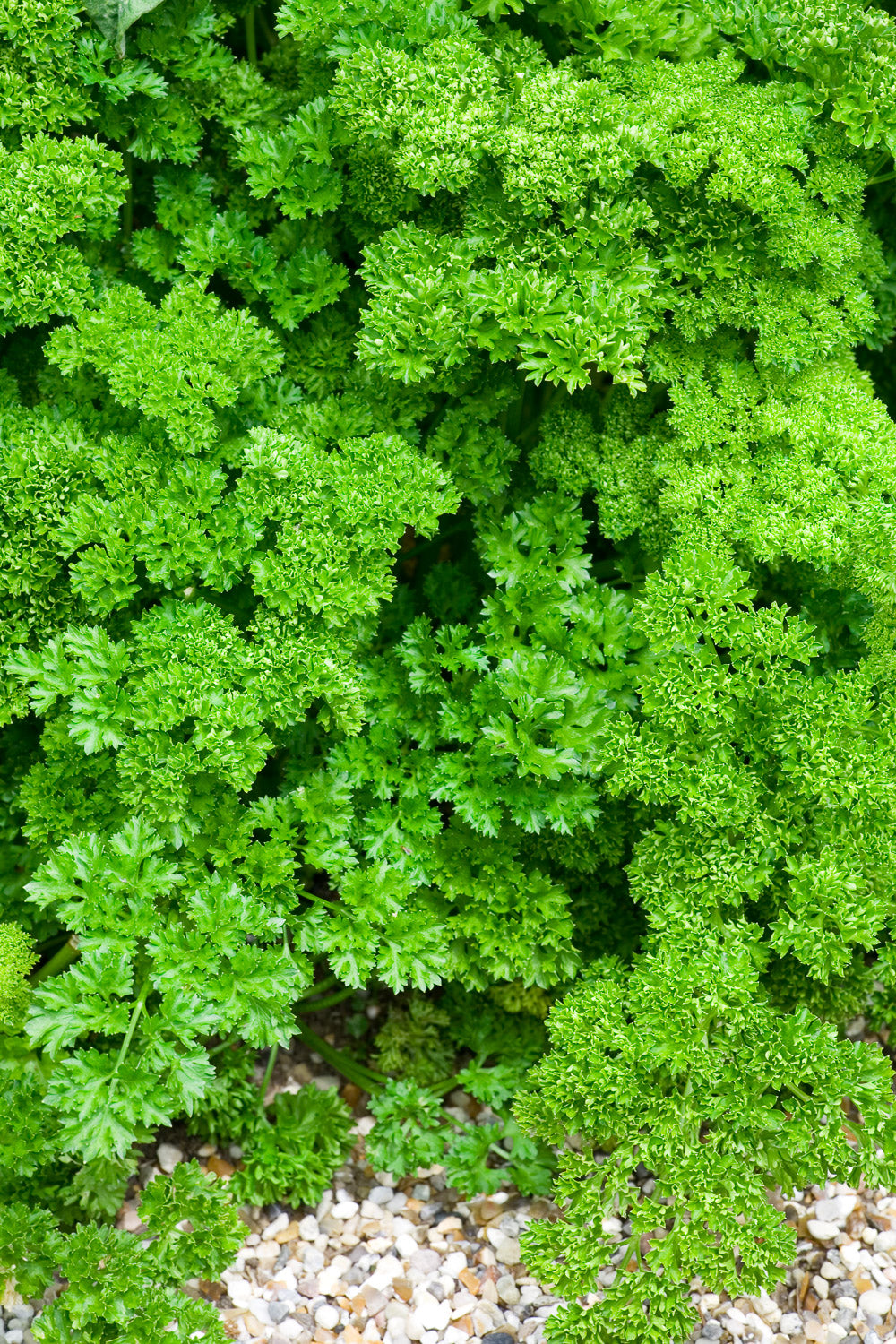 How to sow parsley seeds