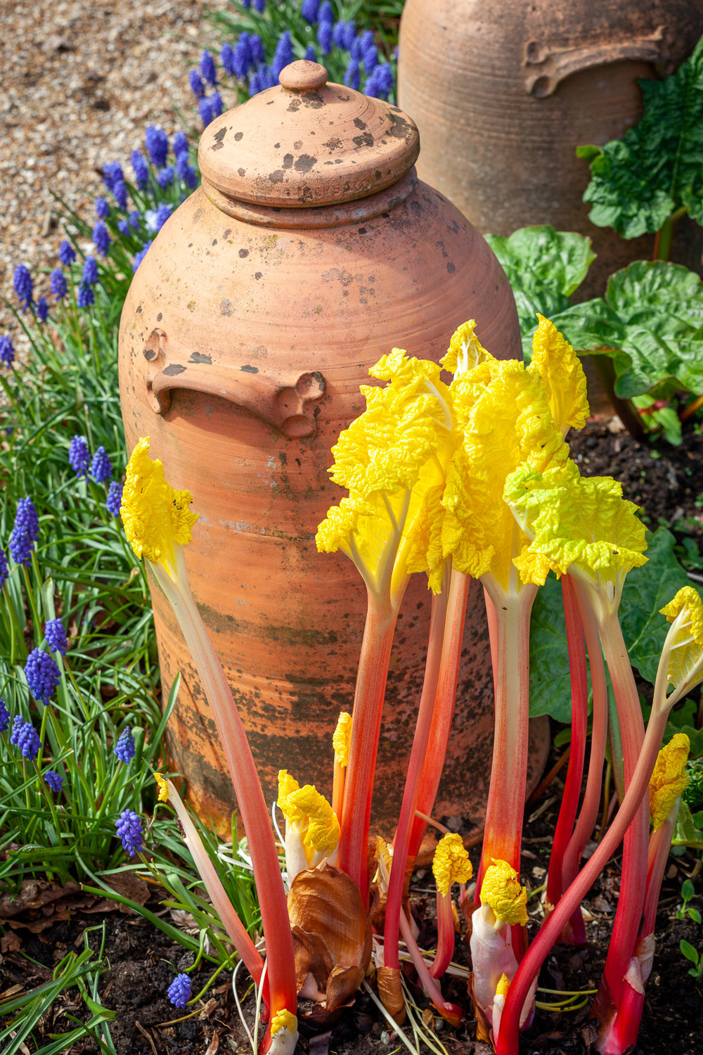How to plant, grow & care for rhubarb