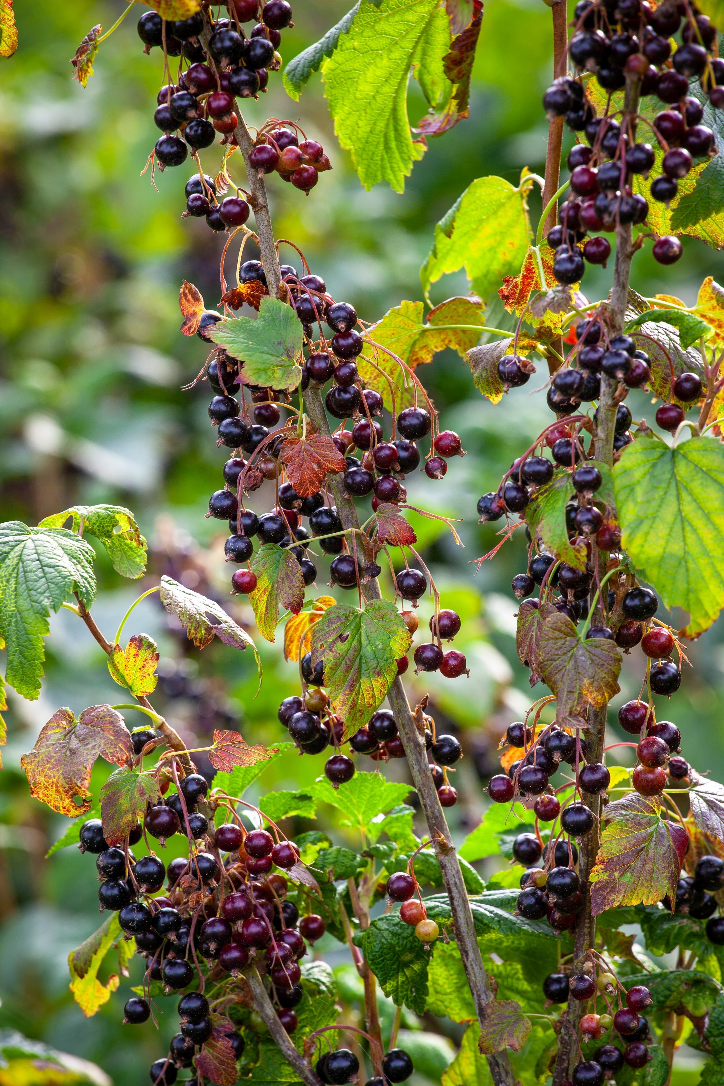 How to plant, grow & care for blackcurrants