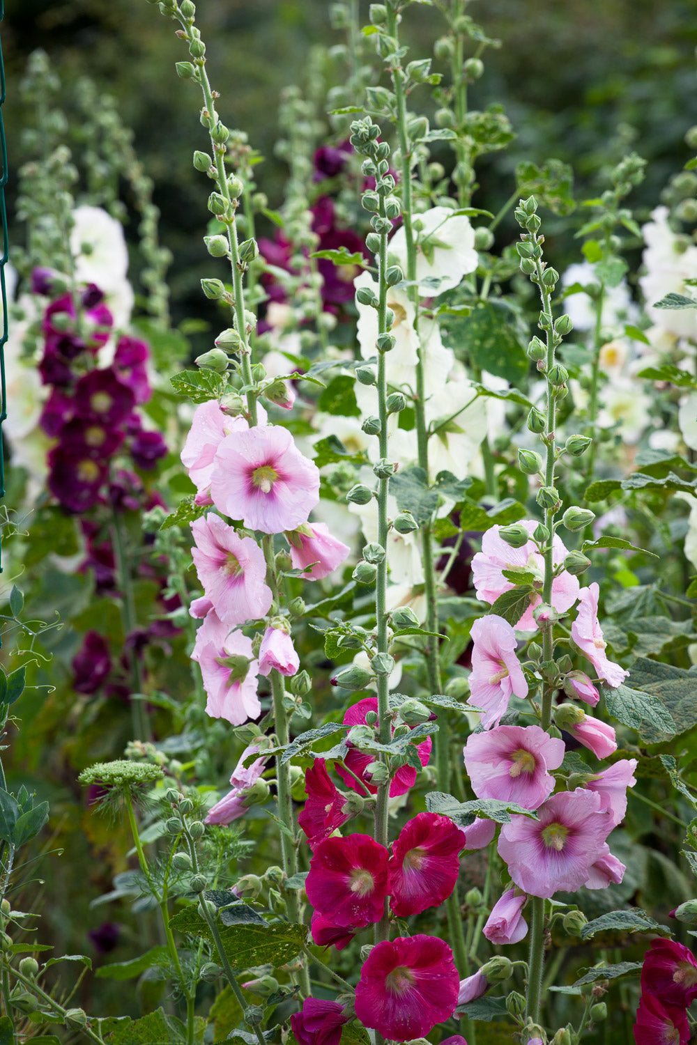 How to plant, grow & care for hollyhocks