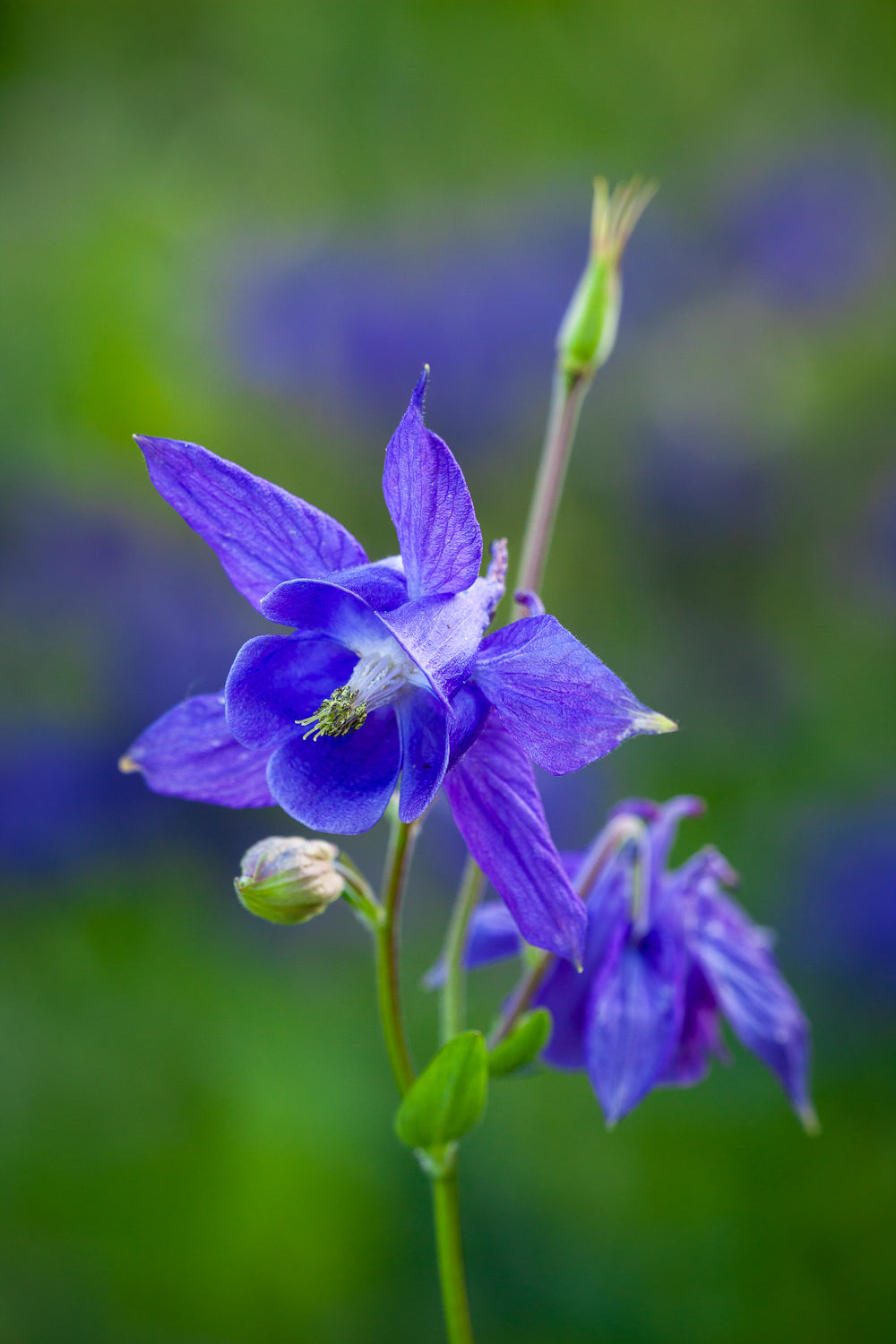How to plant, grow & care for aquilegias
