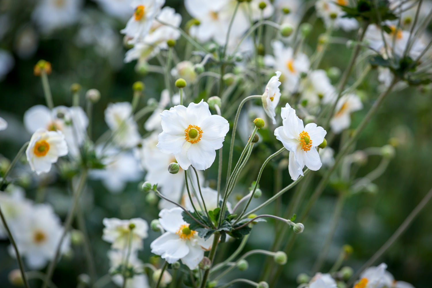 How to plant, grow & care for anemones