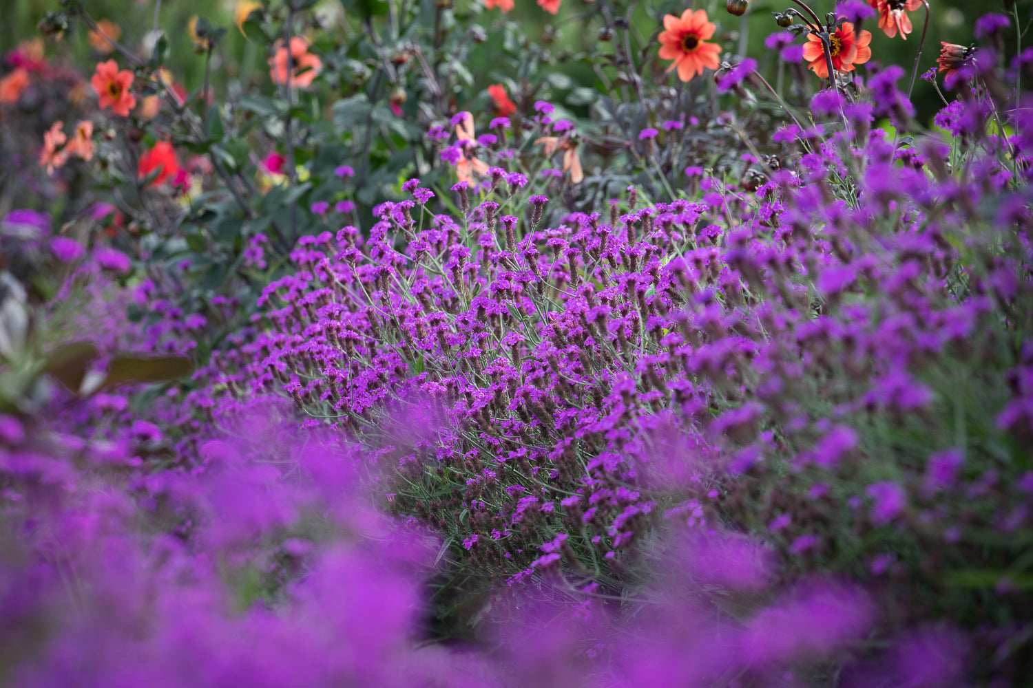 Why you should grow verbena rigida
