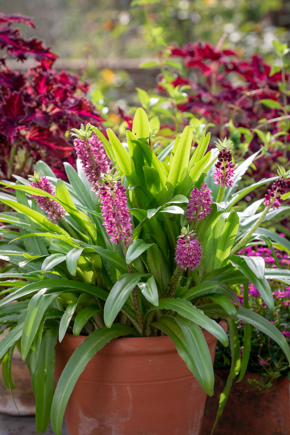 How to plant, grow & care for eucomis