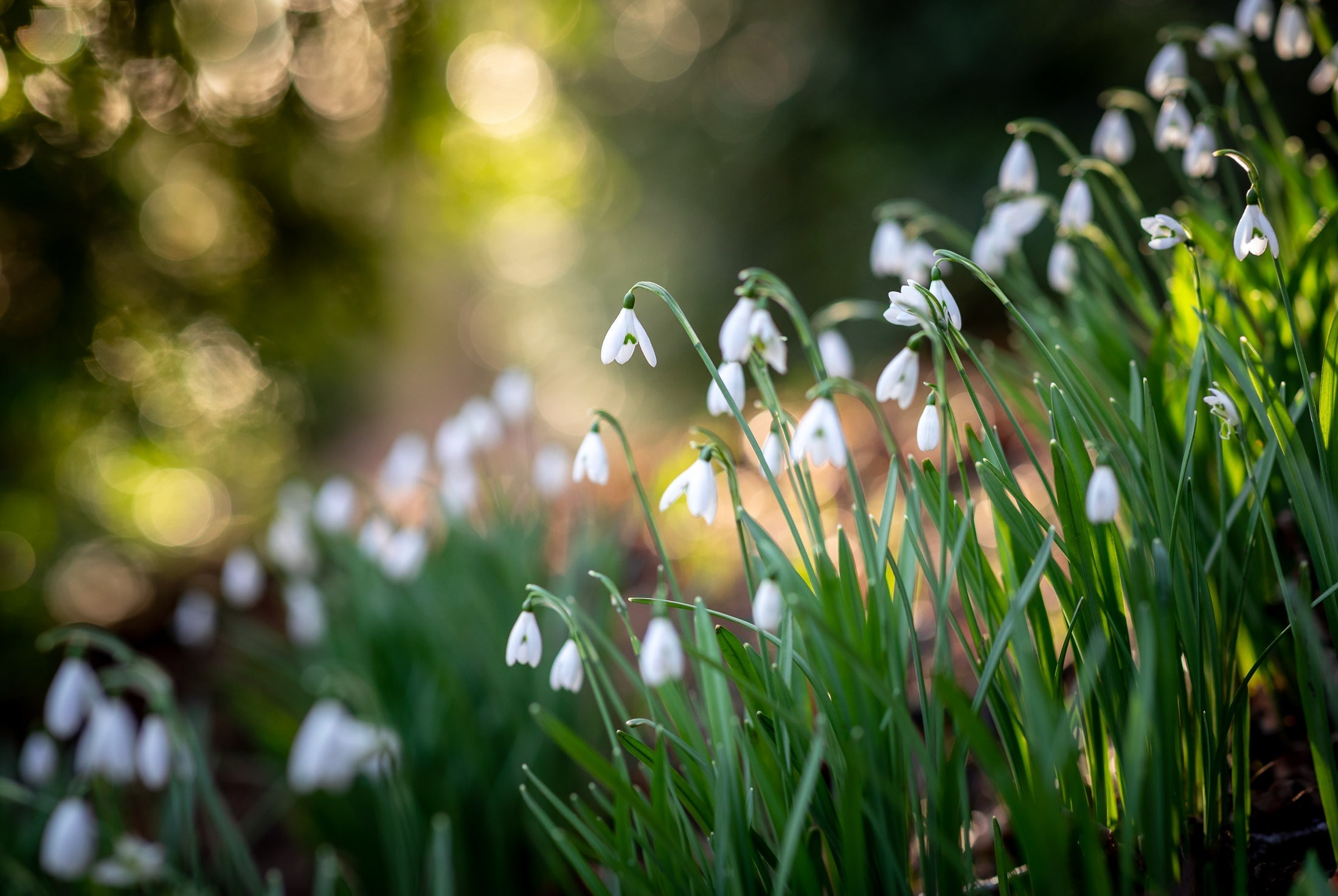 How to plant, grow & care for snowdrops