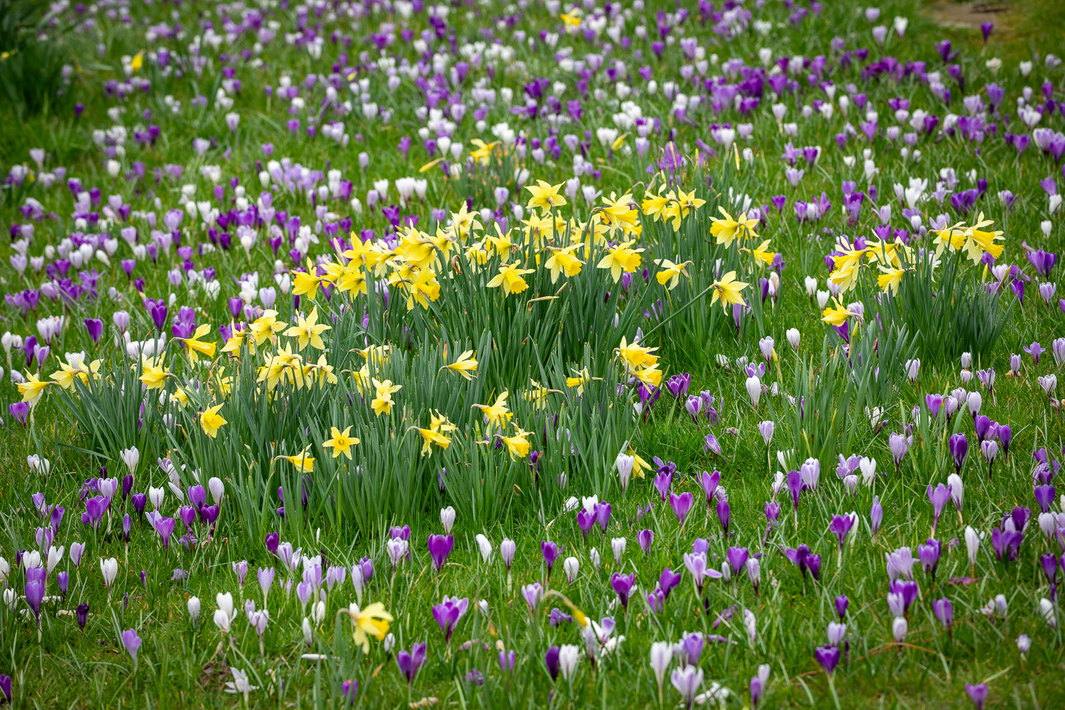 March in the garden