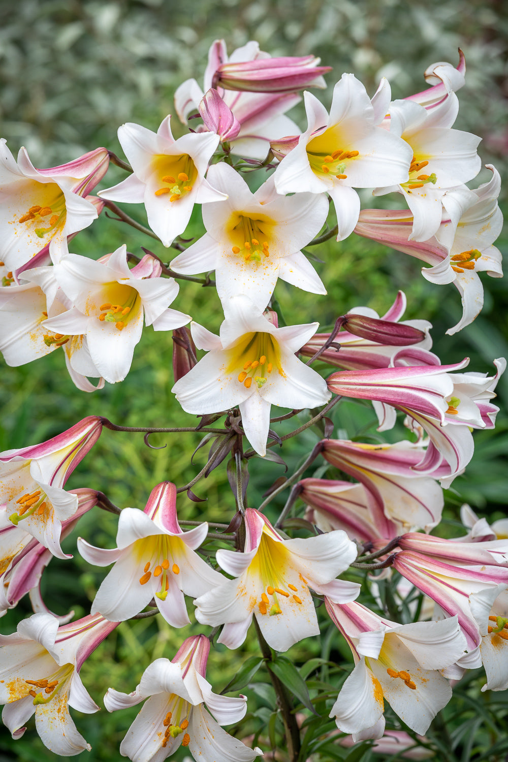 How to plant, grow & care for lilies