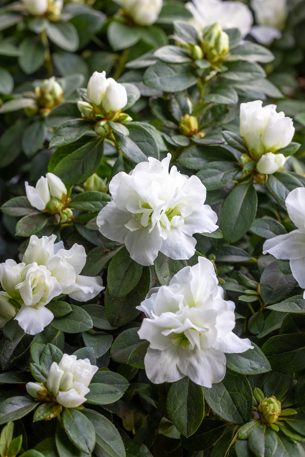 How to plant, grow & care for rhododendrons