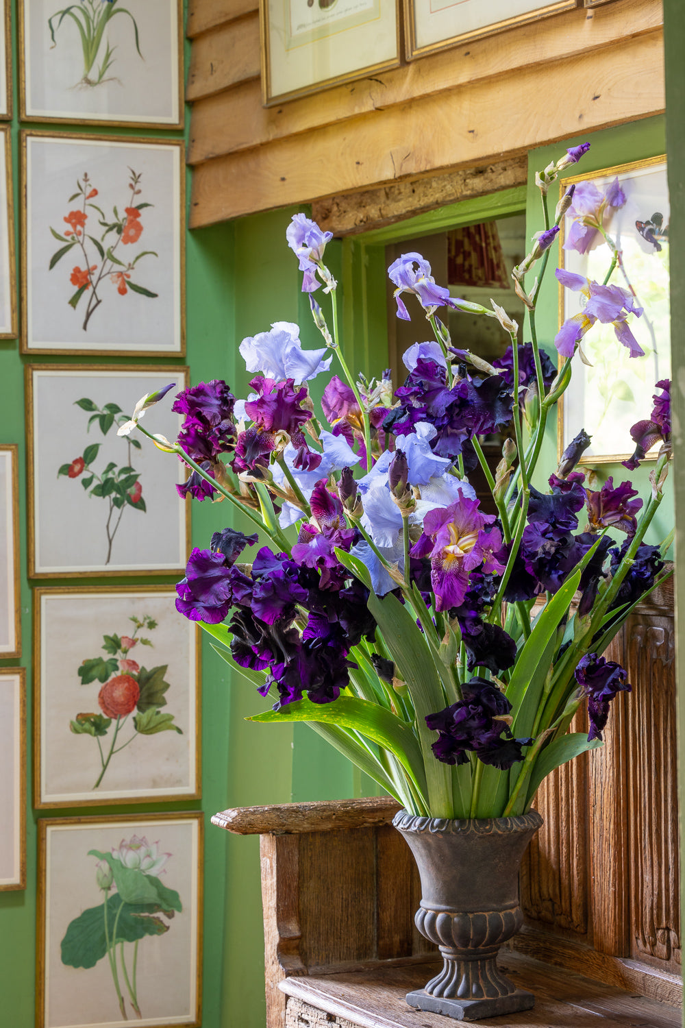 How to plant, grow & care for irises
