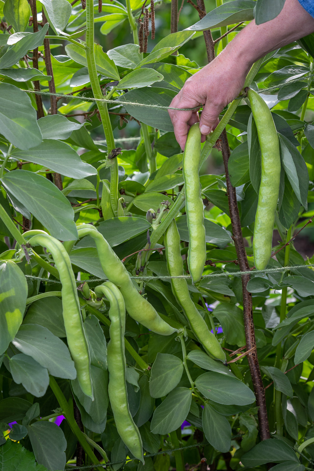 How to plant, grow & care for broad beans
