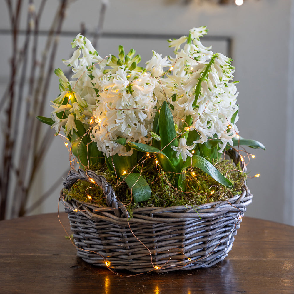 How to force bulbs indoors