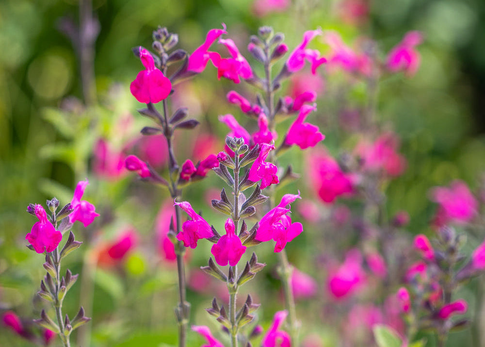 How to plant, grow & care for salvias