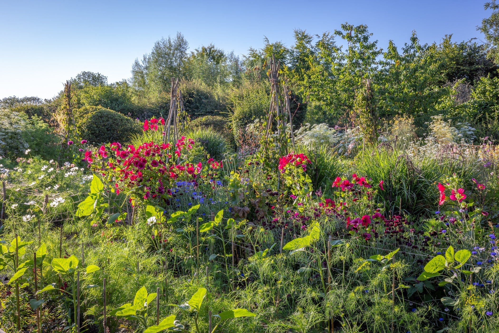 July in the garden