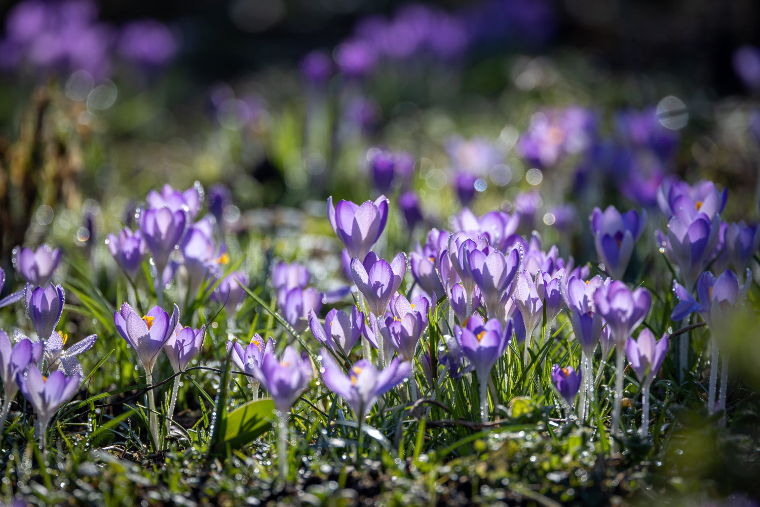 How to plant, grow & care for crocuses
