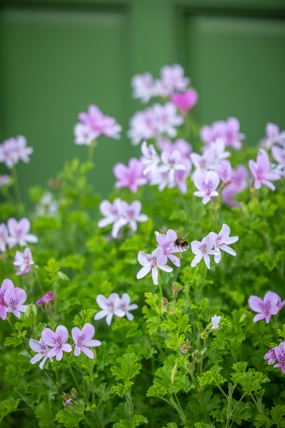 How to plant, grow & care for pelargoniums